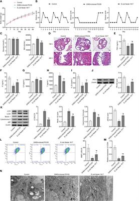 E. coli Nissle 1917 ameliorates mitochondrial injury of granulosa cells in polycystic ovary syndrome through promoting gut immune factor IL-22 via gut microbiota and microbial metabolism